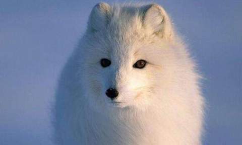 根据天气变色的狐狸